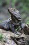 CR - 05 * Spiney-backed Iguana